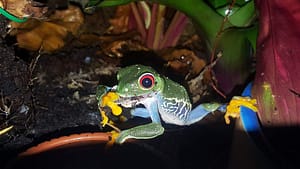 Red Eyed Tree Frog eating a roach