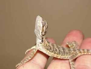 Stargazing Adeno Symptom