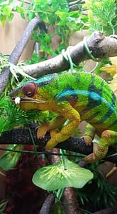 Vai - Eating a locust