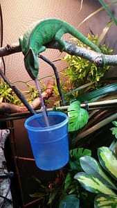My female Chameleon