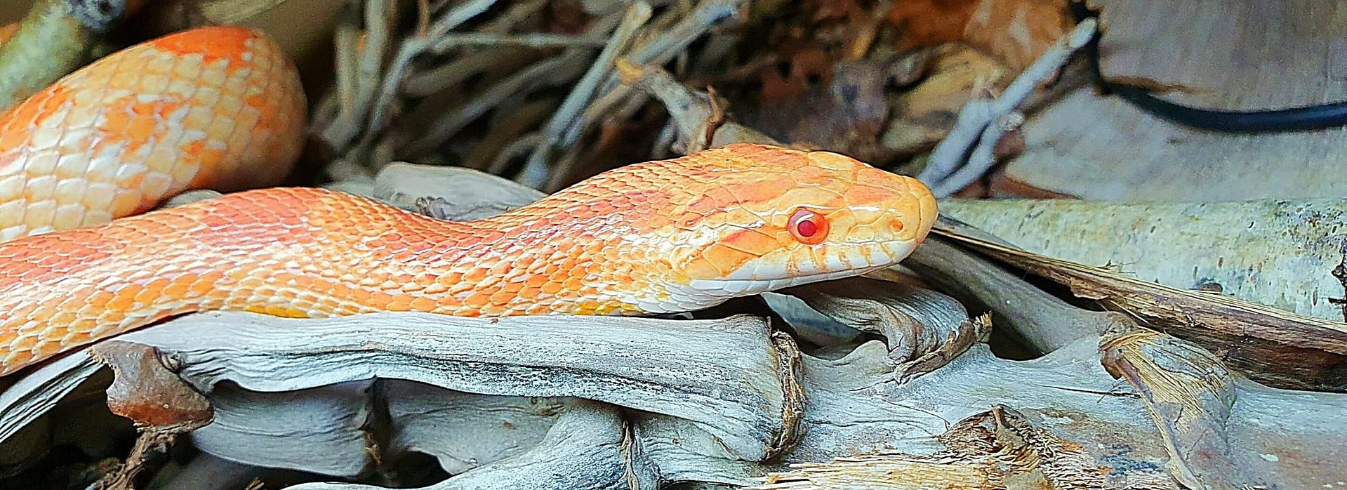 The Reptile Networks "Replicate, Emulate, Stimulate"