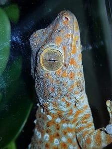 One of the Tokay