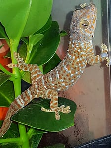 Another of the Tokay