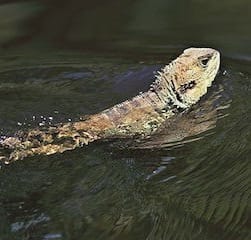 Swimming dragon