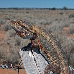 Wild Bearded Dragon