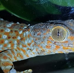 Gekko gekko