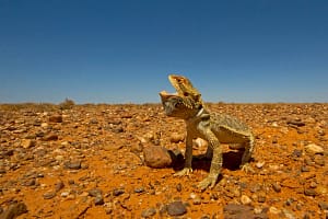 Bearded Dragon In Natural Habitat