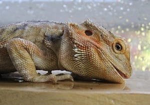 Bearded Dragon drinking