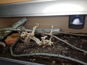Branches