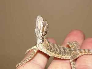 Stargazing Adeno Symptom