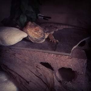 One of my old Dragons, in Brumation