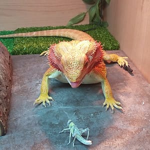 Locust, about to be eaten