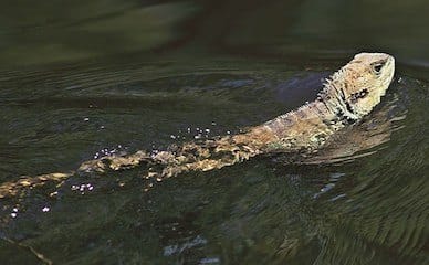 Swimming dragon