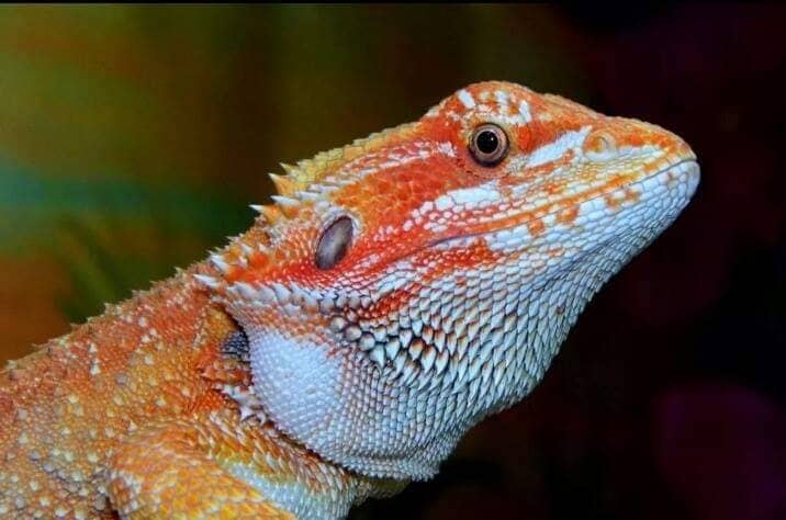 Central bearded dragon - Crystal