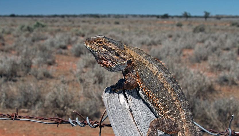 Wild Bearded Dragon