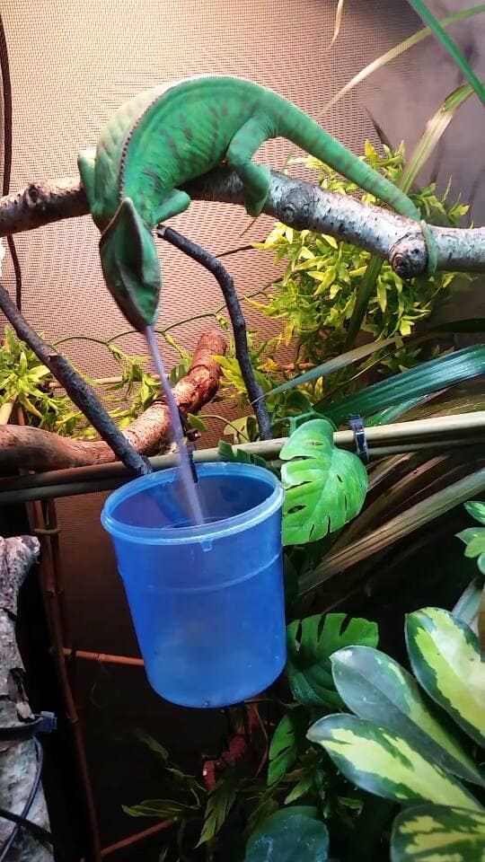 My female Chameleon