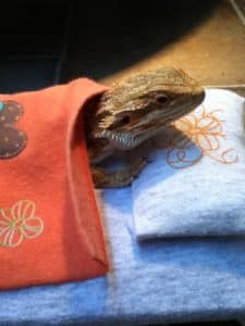 Beardie In A Bed!