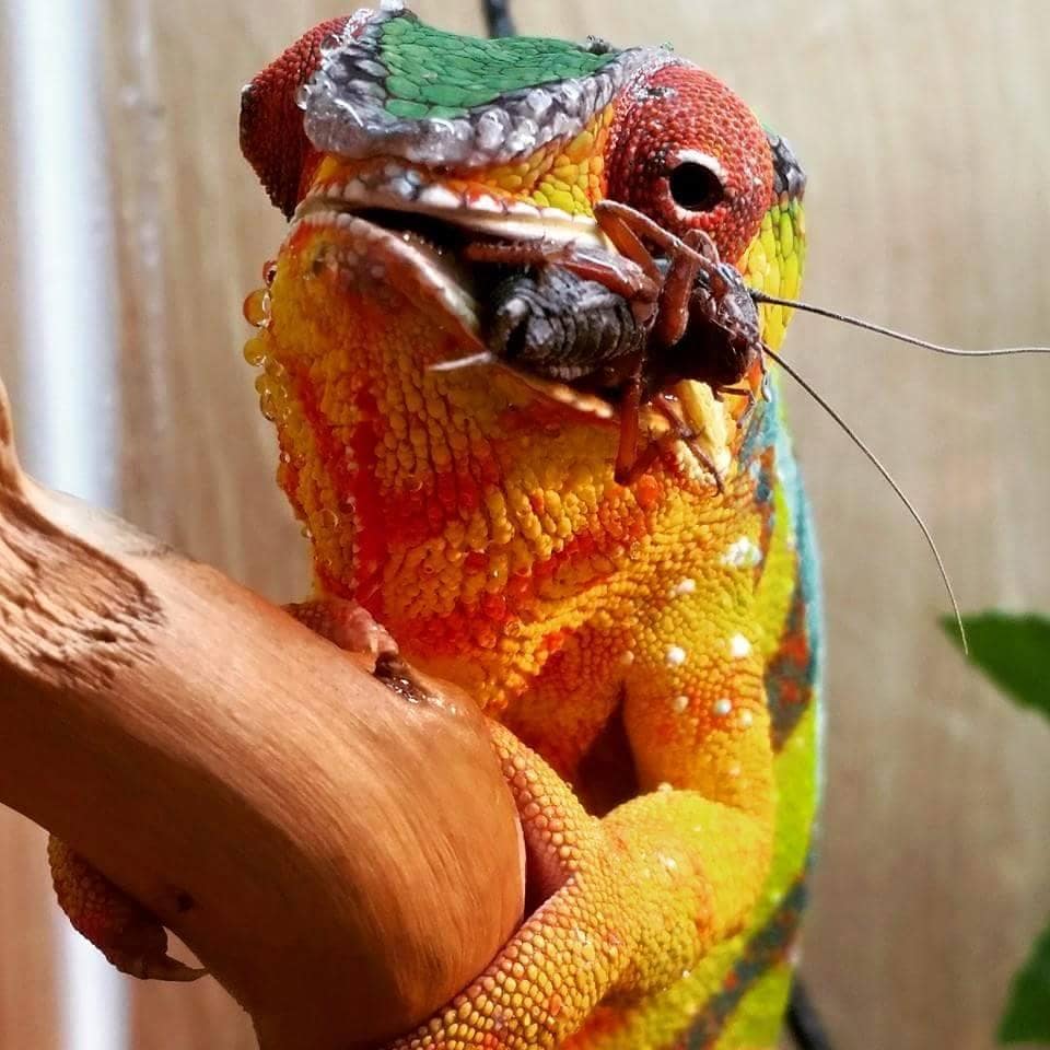 Vai - Eating a black cricket