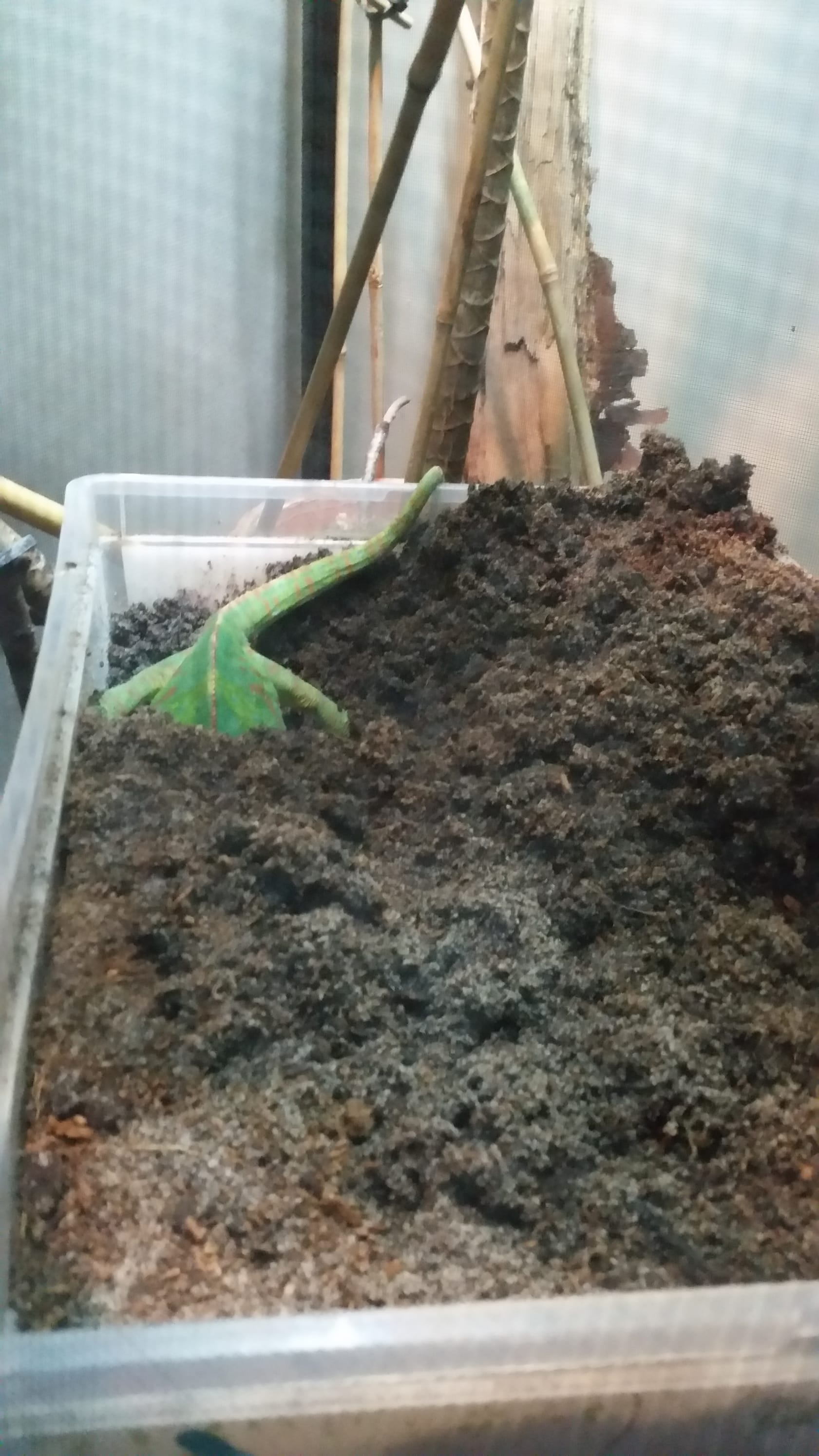 Chameleon digging