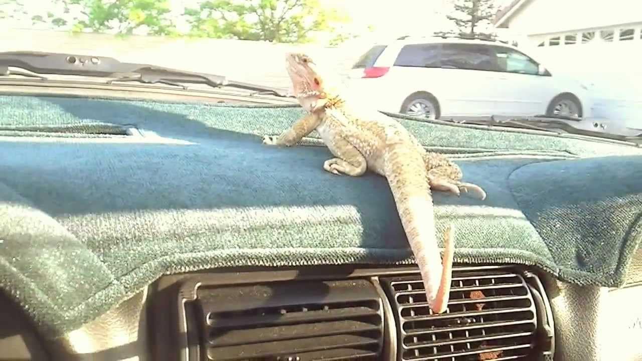 Dragon on dash