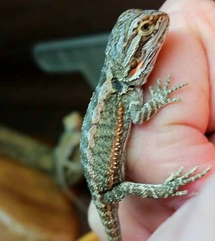 Bearded Dragon information and facts - ExoticDirect