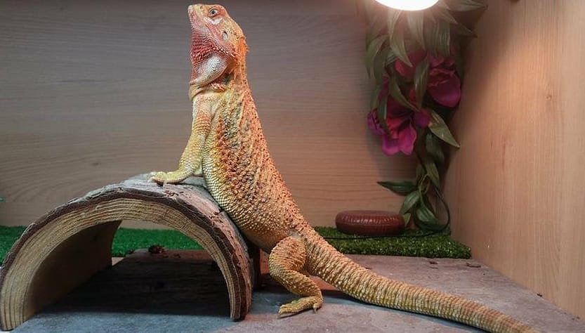 Basking light deals for bearded dragon