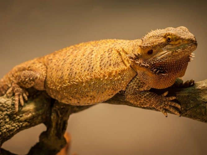 Reptile Feeding Amounts Low Quantity High Quality The